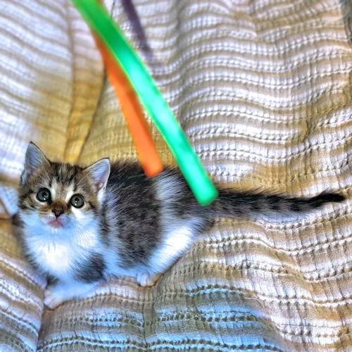 A baby medium-sized male Tabby cat named Rhett for adoption in Rutherfordton, NC
