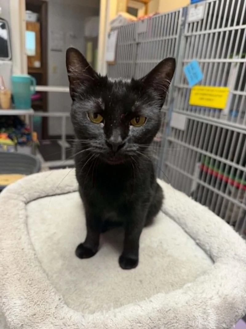 An adult medium-sized female Black Domestic Short Hair cat named Birdie for adoption in Cedar Rapids, IA