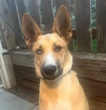 Scooby