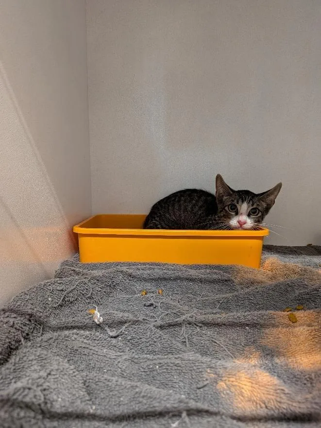 A baby small-sized female Domestic Short Hair cat named Tamara for adoption in Huntsville, TX