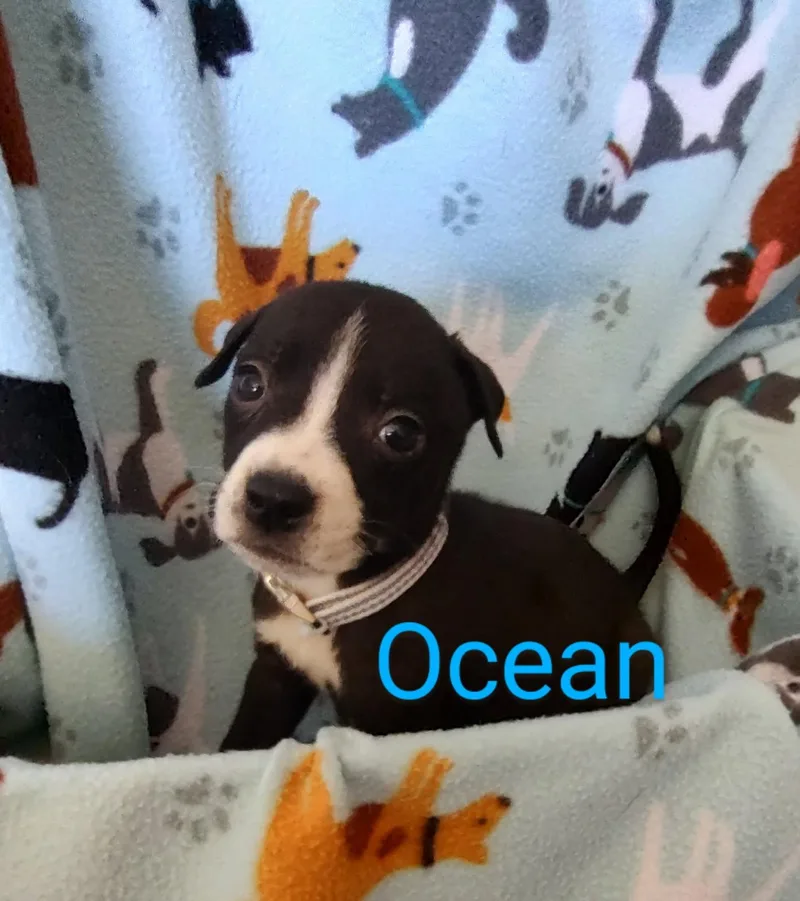 Ocean thumbnail 2