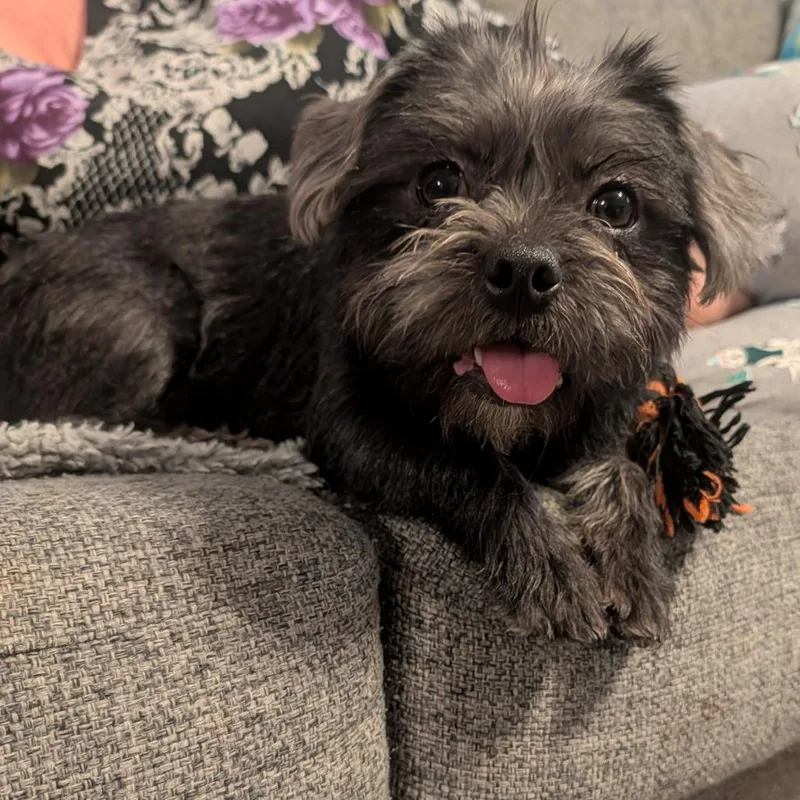 A young small-sized female Black Terrier dog named Daffodil for adoption in Escondido, CA