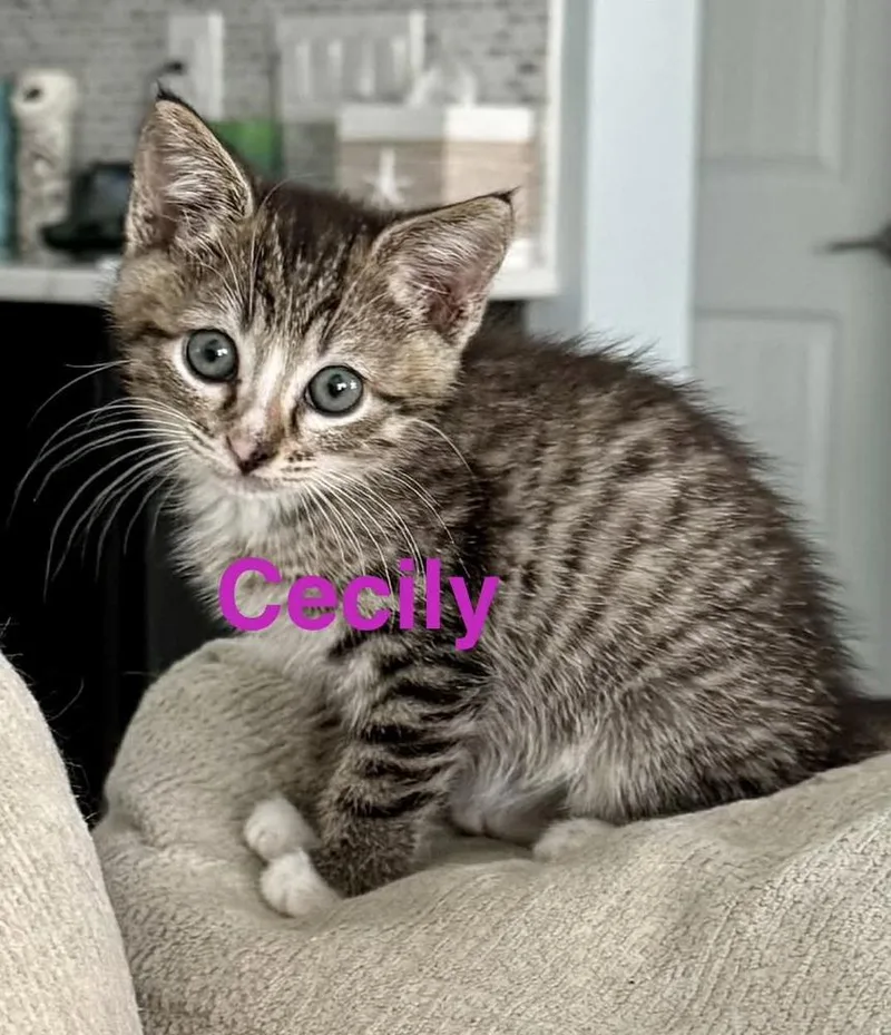 Cecily
