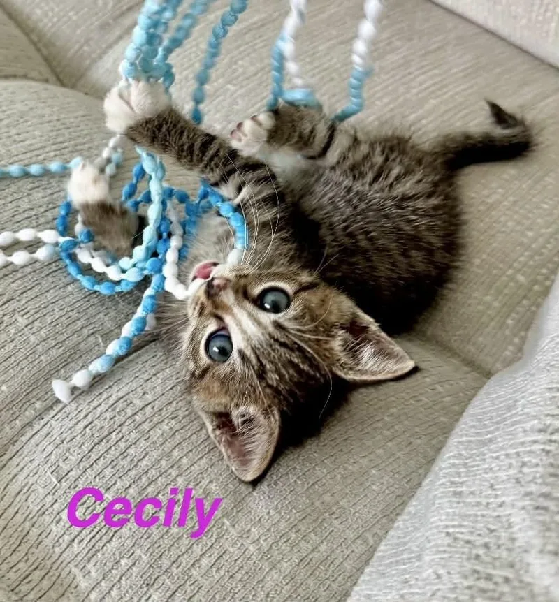 Cecily thumbnail 2