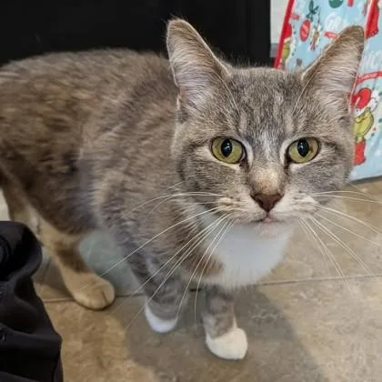 A senior medium-sized female Tabby (Brown / Chocolate) Domestic Short Hair cat named Chameleon for adoption in Dubuque, IA