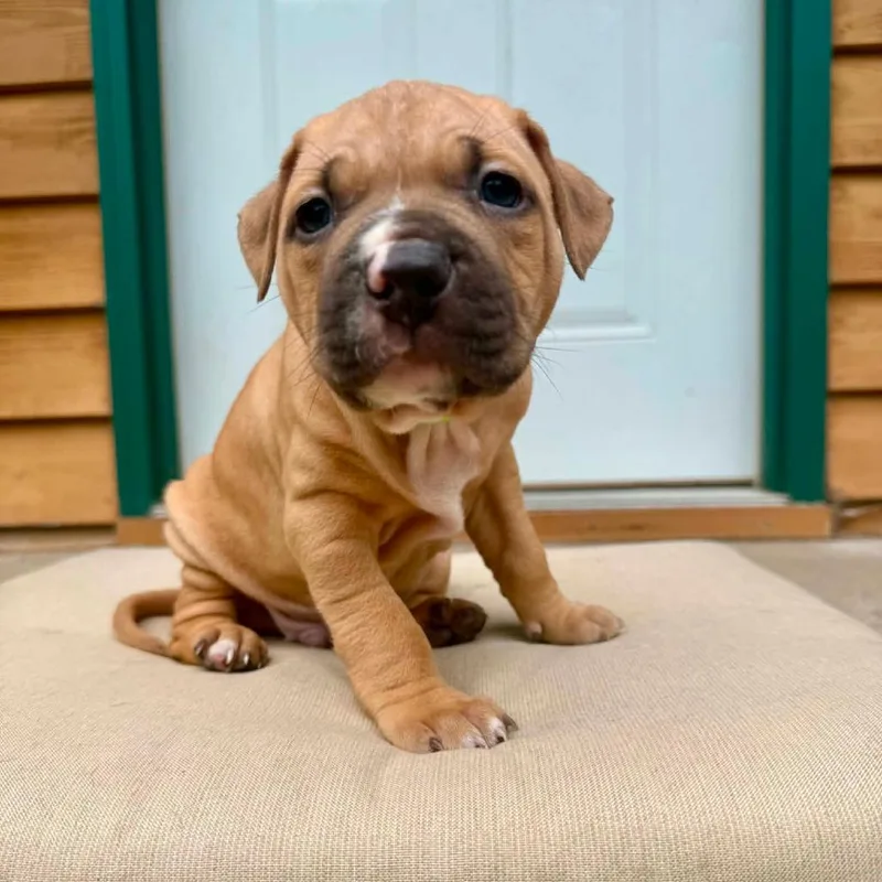 A baby small-sized male Yellow / Tan / Blond / Fawn American Bulldog dog named Darriere for adoption in Princeton, MN