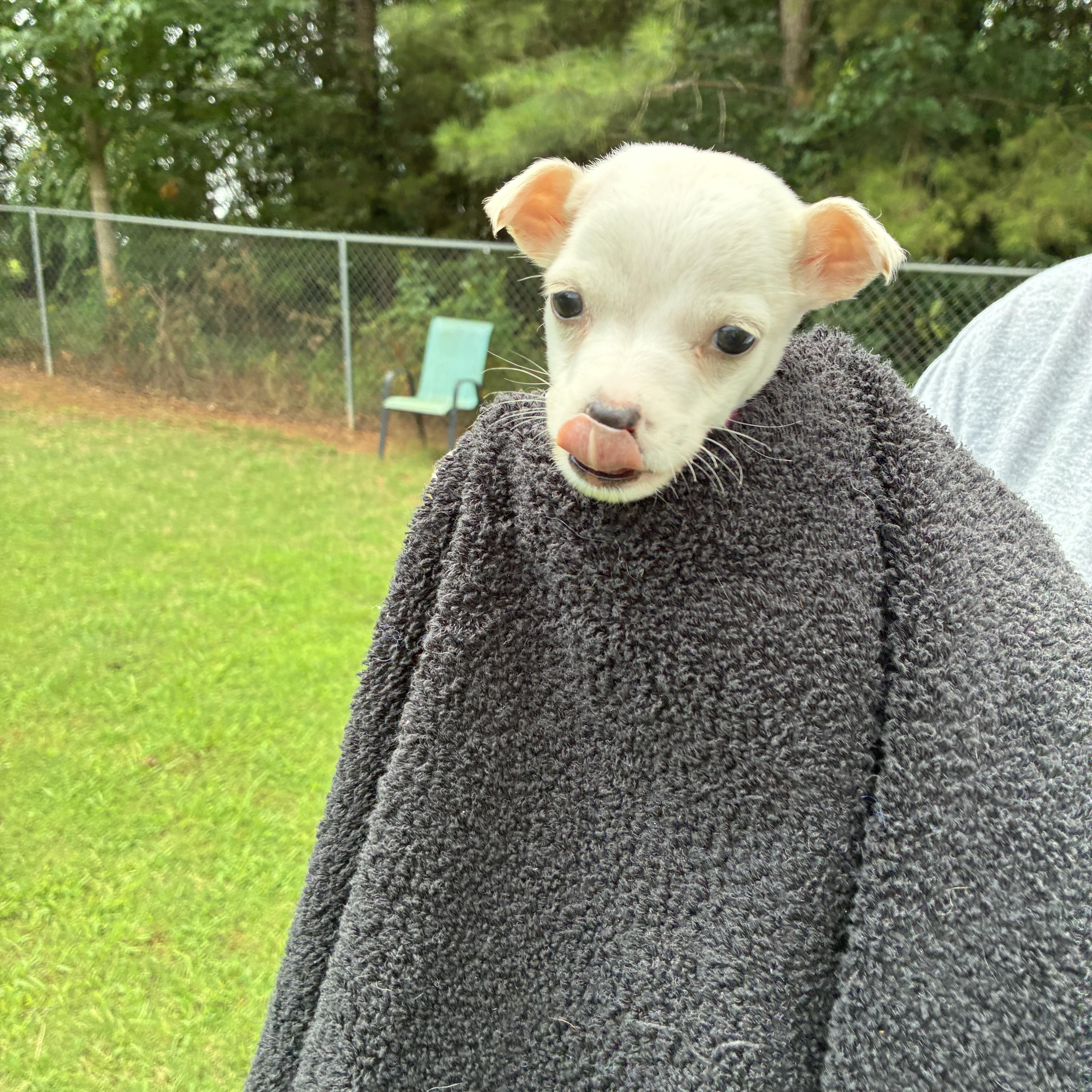 A baby small-sized female White / Cream Chihuahua dog named Ivory for adoption in Woodruff, SC