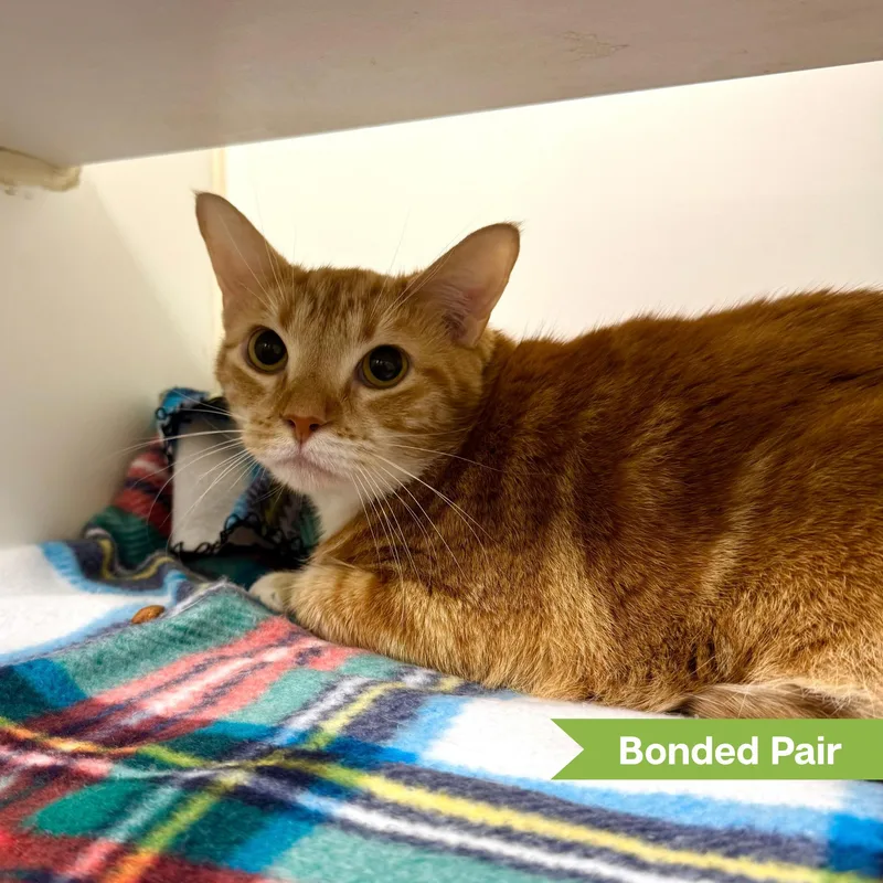An adult large-sized female Orange & White Domestic Short Hair cat named Dora for adoption in Reisterstown, MD