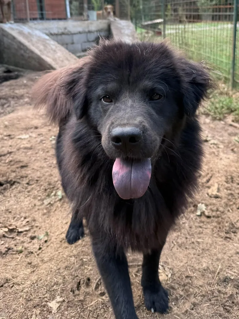 A young medium-sized female Black Newfoundland Dog dog named Limona for adoption in Shrewsbury, MA