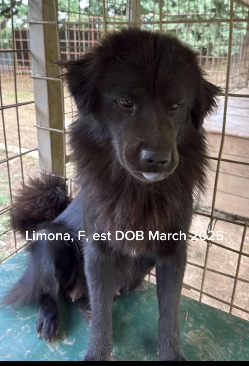 Limona thumbnail 3