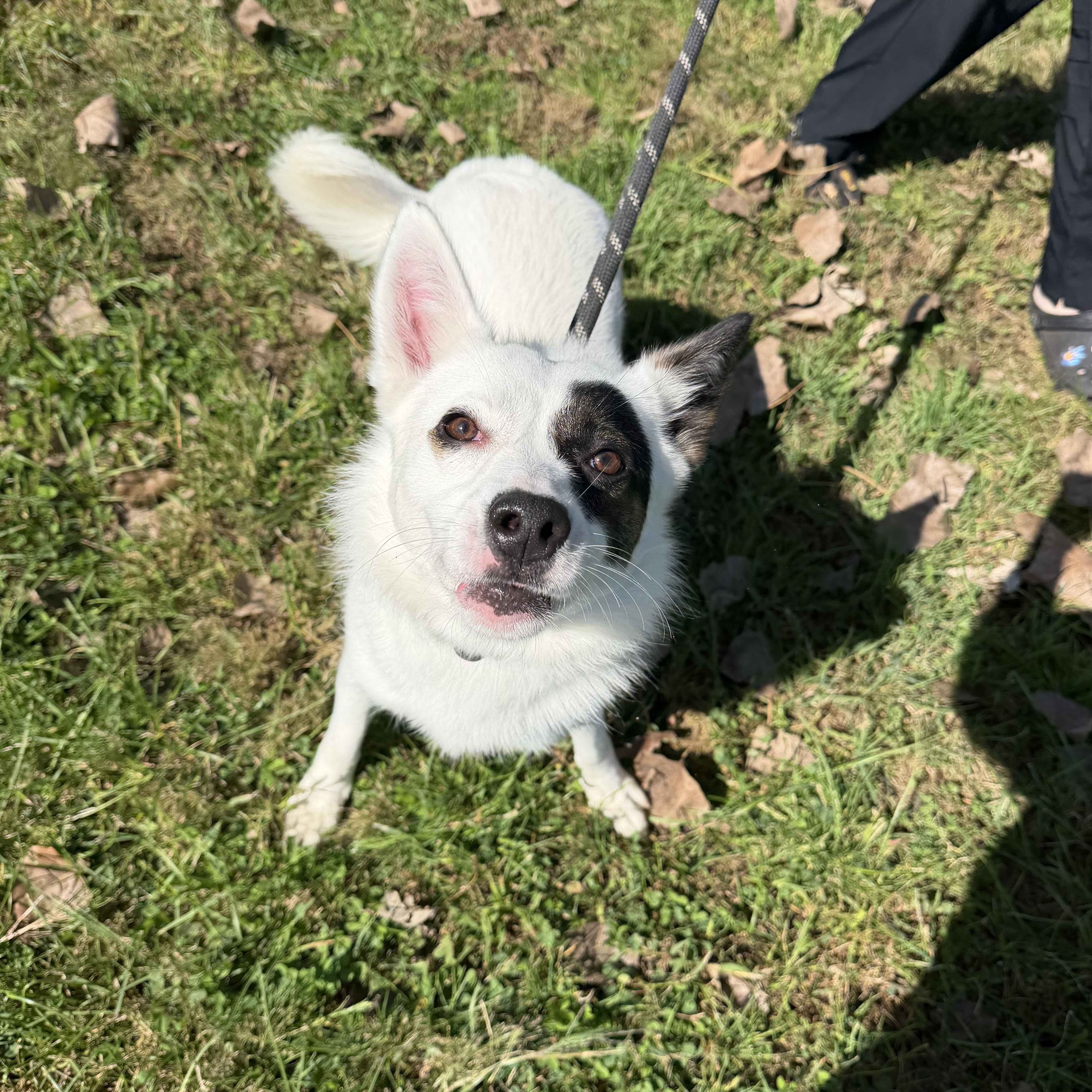 A young medium-sized female Husky dog named Pepper for adoption in Steger, IL