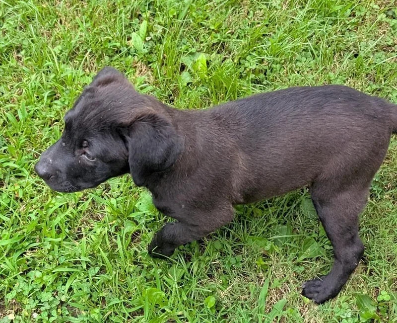 A baby medium-sized female Black Labrador Retriever dog named Florence for adoption in Watertown, CT