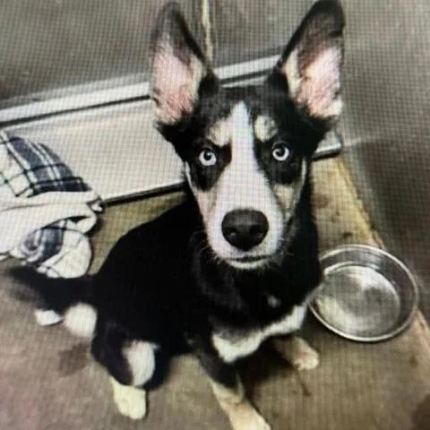 A young medium-sized male Black Husky dog named Vegas for adoption in Spokane, WA