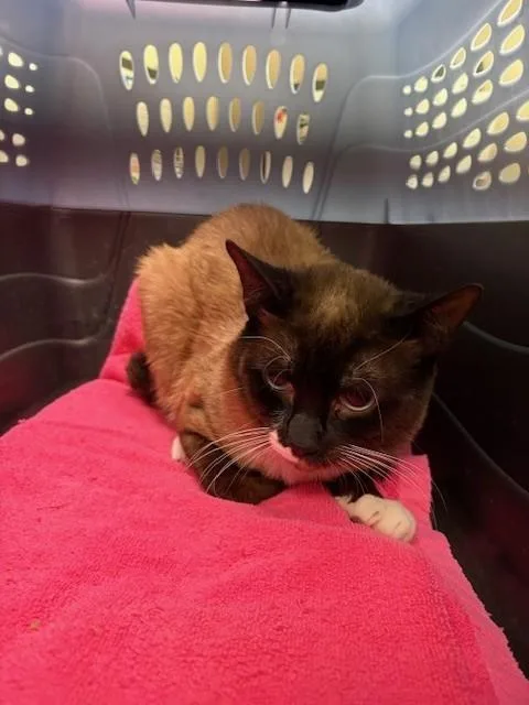 A young large-sized male Domestic Short Hair cat named Newt for adoption in Burbank, CA