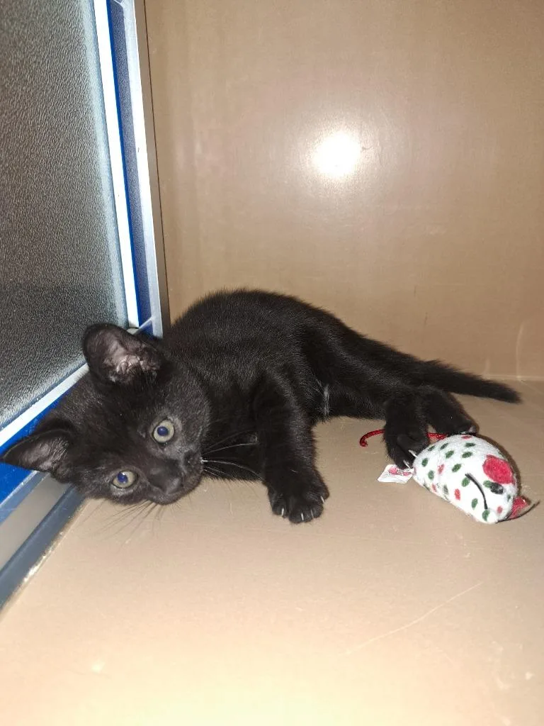 A baby medium-sized male Domestic Short Hair cat named Texas for adoption in Fayetteville, TN