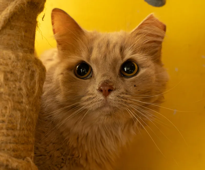 An adult medium-sized female Orange / Red Domestic Short Hair cat named Snowball for adoption in Owensboro, KY