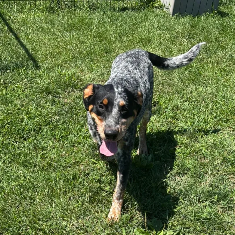 A young medium-sized male Australian Cattle Dog / Blue Heeler dog named Muenster for adoption in Waynesboro, PA