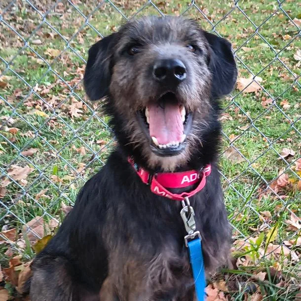 An adult medium-sized male Black Wirehaired Pointing Griffon dog named Moose for adoption in Columbia Station, OH