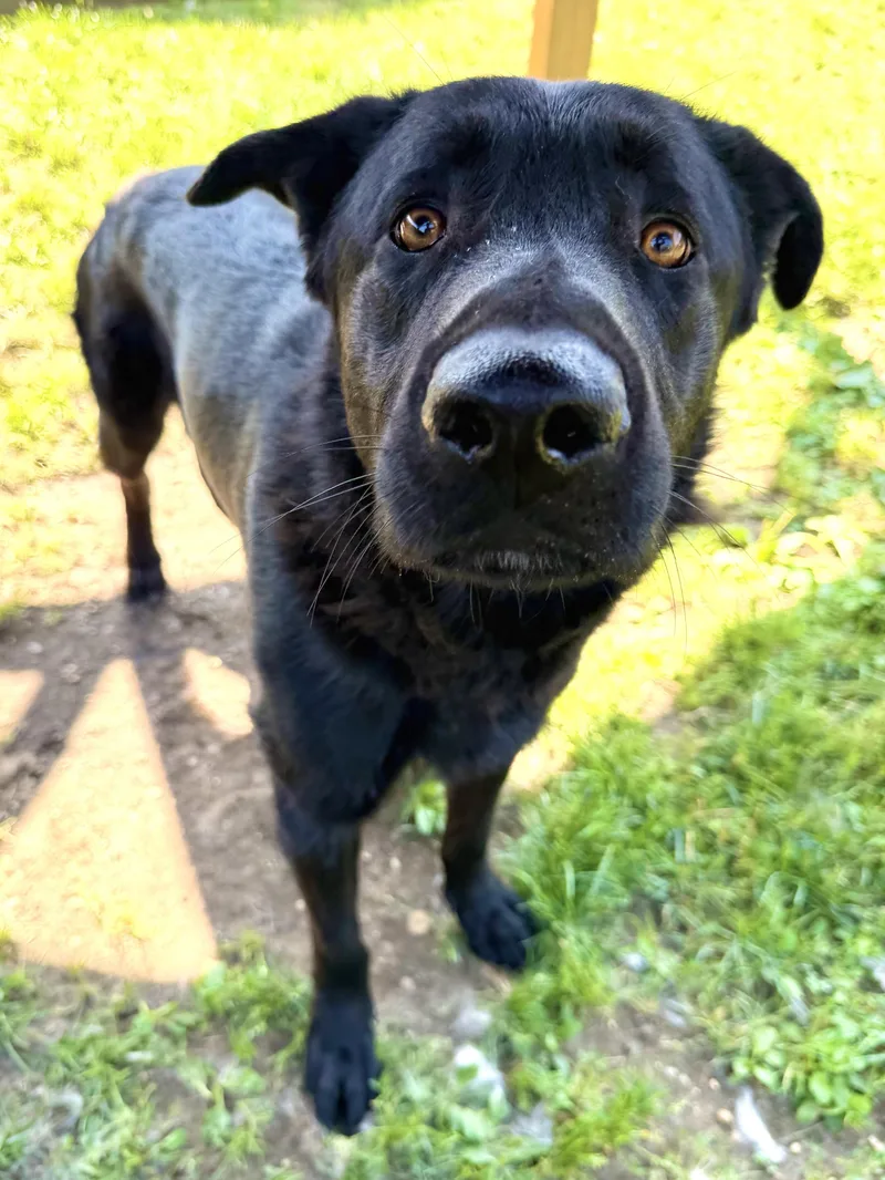 A young large-sized male Black German Shepherd Dog dog named Klaus for adoption in Central Islip, NY