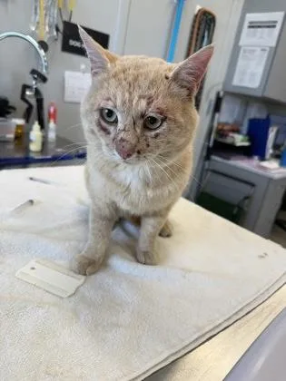 An adult medium-sized male Domestic Short Hair cat named Bubba for adoption in Lafayette, IN