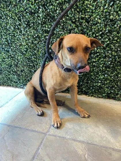 An adult small-sized male Brown / Chocolate Chihuahua dog named 61024190 for adoption in El Paso, TX