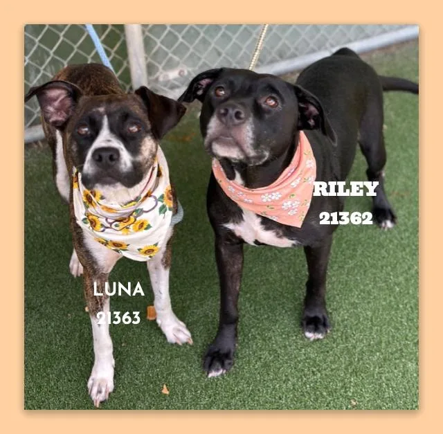An adult medium-sized female Brindle Labrador Retriever dog named Luna for adoption in Marietta, GA