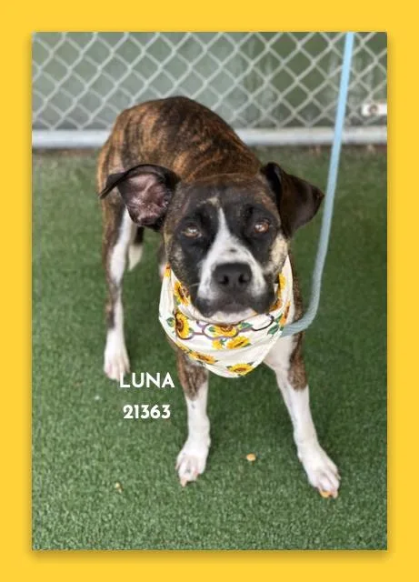Luna thumbnail 3
