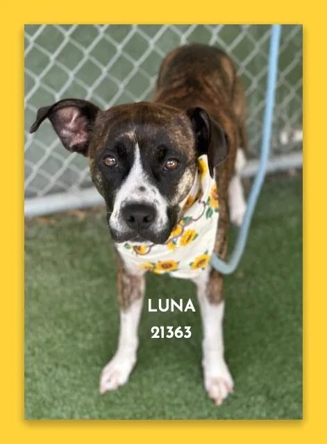 Luna thumbnail 4