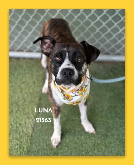 Luna thumbnail 6