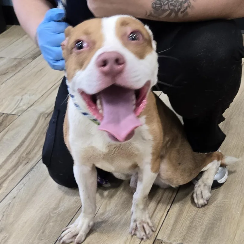 A baby medium-sized male Red / Chestnut / Orange Pit Bull Terrier dog named Kev for adoption in Newark, NJ