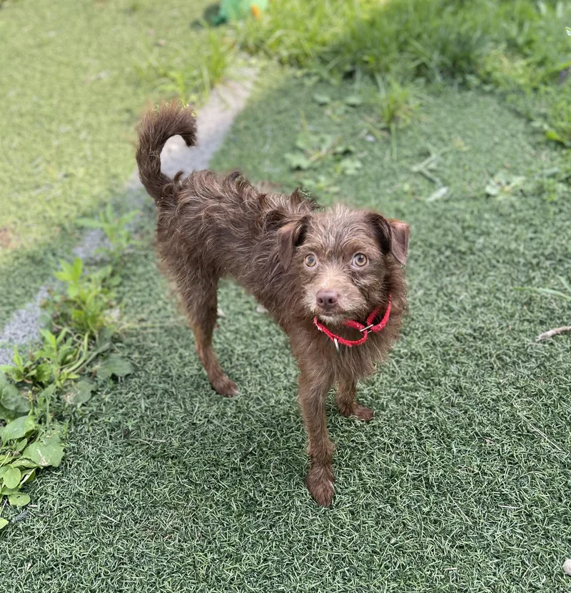 A young small-sized male Chihuahua dog named James for adoption in Hornell, NY