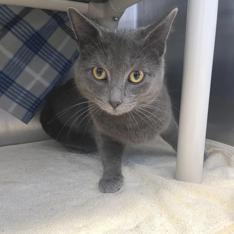 Grey Flannel thumbnail 4