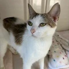 A young medium-sized female White Domestic Short Hair cat named Tanya for adoption in Greensboro, GA