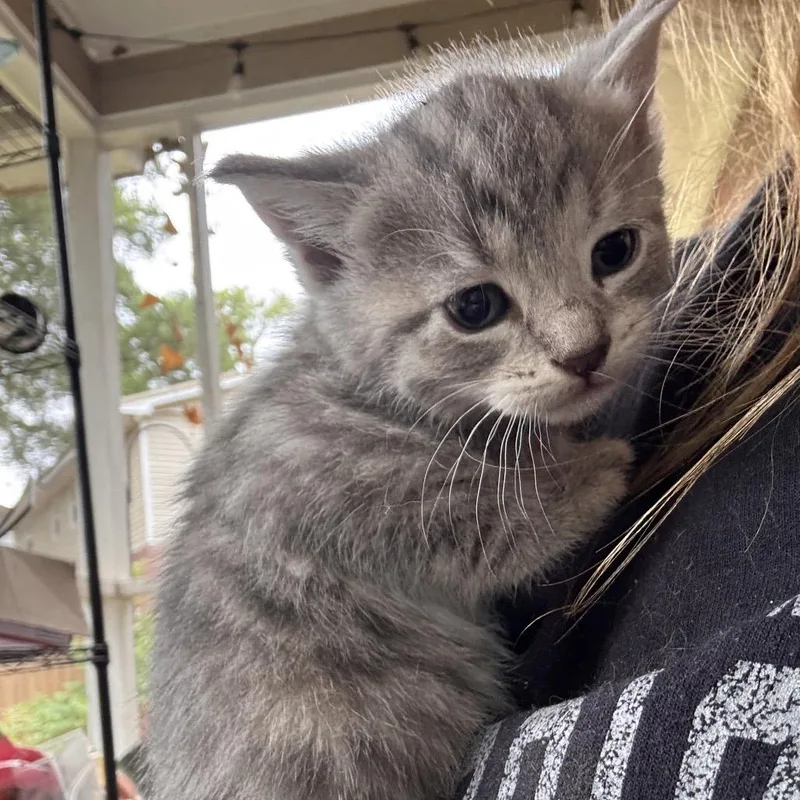 A baby small-sized female Gray / Blue / Silver Domestic Short Hair cat named Slate for adoption in Hamilton, GA
