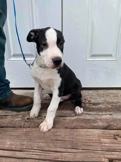 A baby large-sized male American Staffordshire Terrier dog named Bumper for adoption in McCook, NE