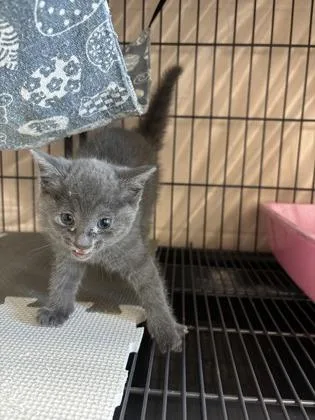 An adult small-sized female Domestic Short Hair cat named Poppy for adoption in Barnesville, GA