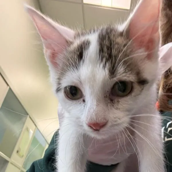 A baby small-sized male Domestic Short Hair cat named Drake for adoption in Des Moines, IA