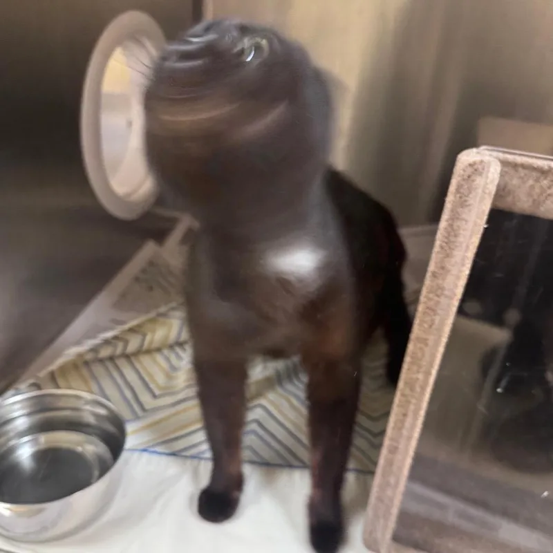 An adult medium-sized female Black Domestic Short Hair cat named Chauncey for adoption in Winston-Salem, NC