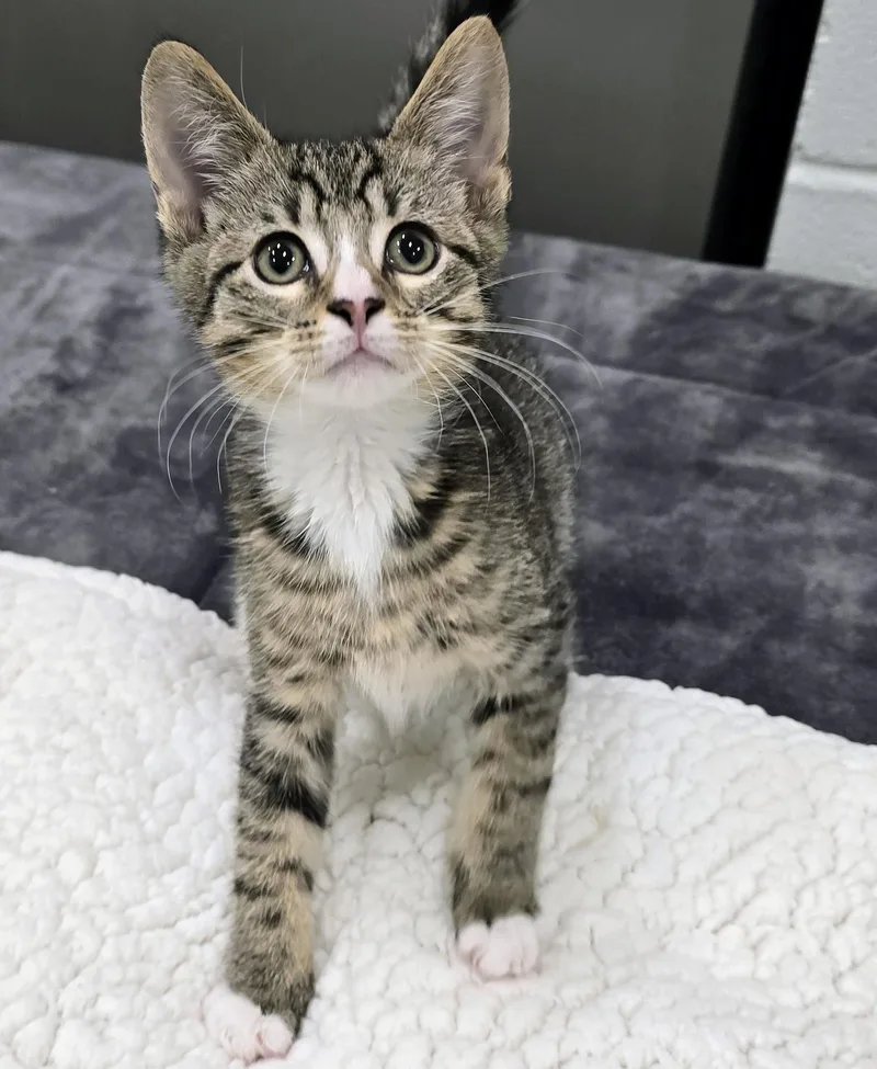 A baby large-sized male Tabby (Brown / Chocolate) Domestic Short Hair cat named Rigatoni for adoption in Amityville, NY