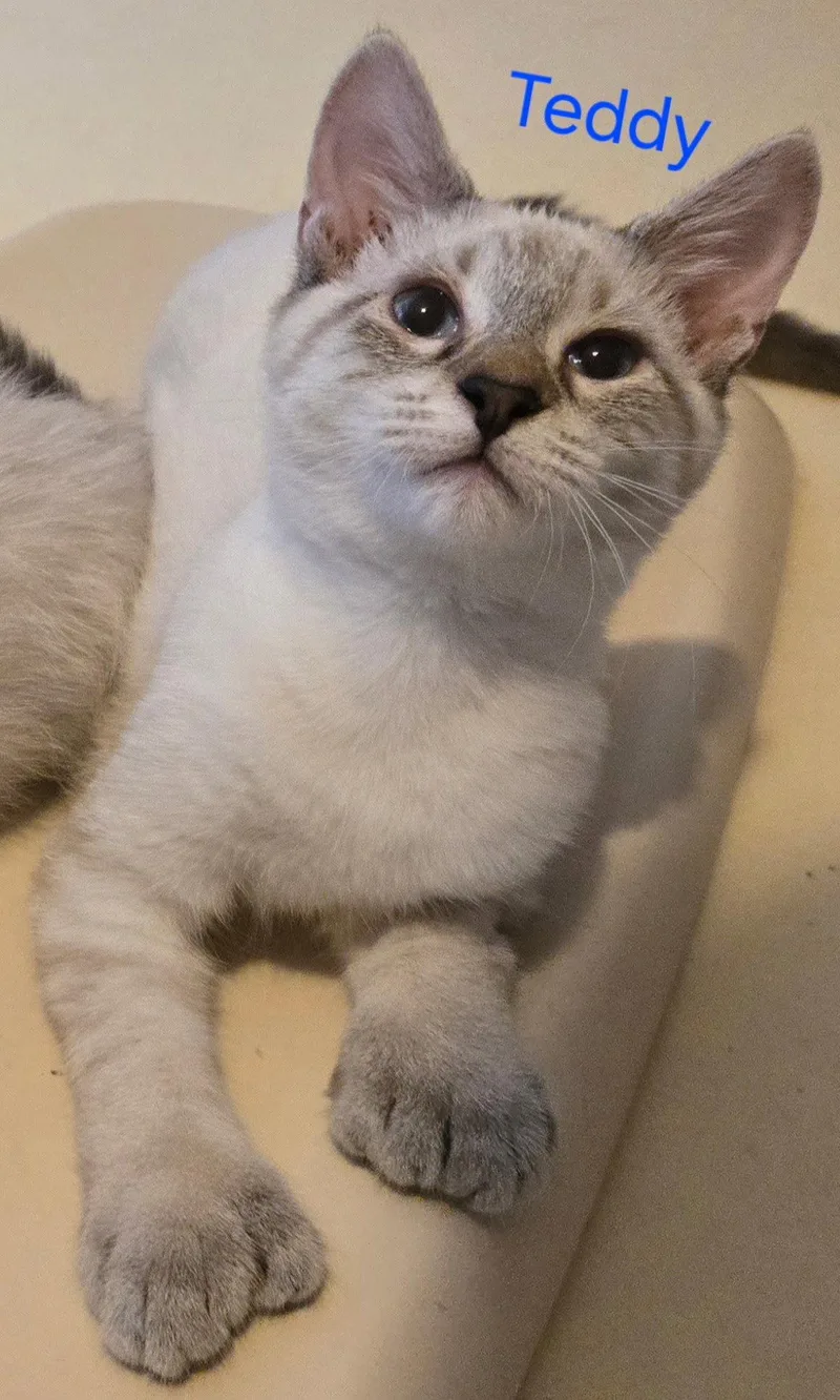 Teddy