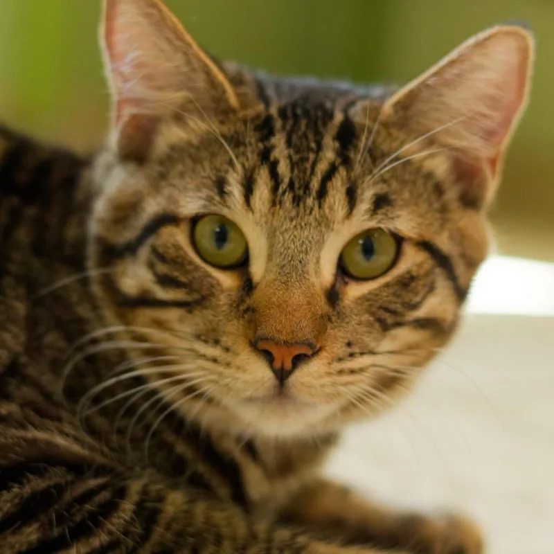 A baby medium-sized male Domestic Short Hair cat named Tetris for adoption in Hot Springs, AR