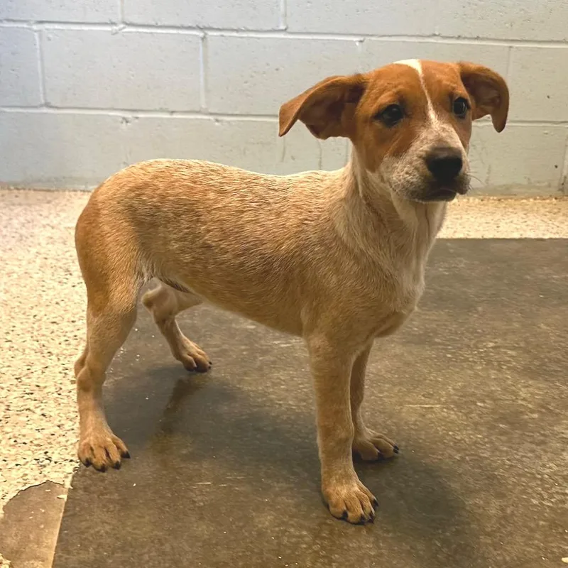 A young medium-sized female Bluetick Coonhound dog named Honey for adoption in Cumberland, RI