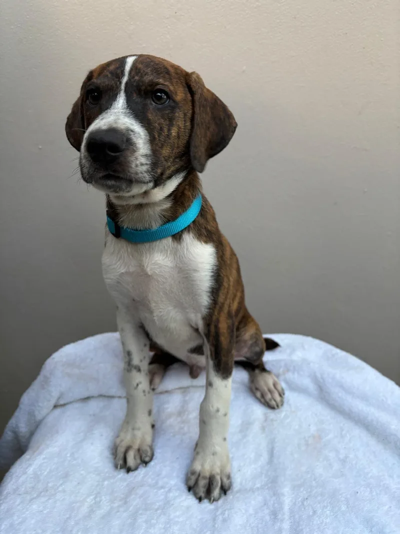 A young medium-sized male Boxer dog named Teco for adoption in Albion, NY