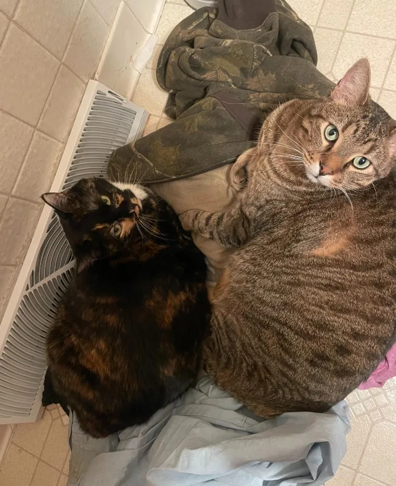 Prince& Ella thumbnail 2