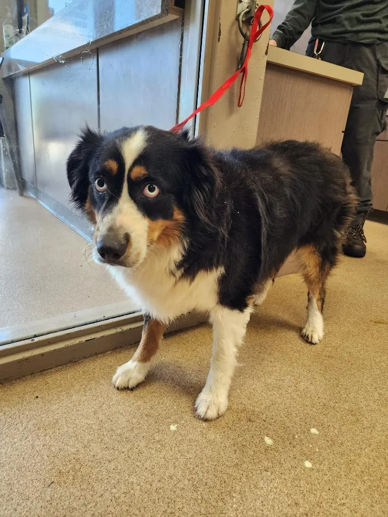 A young medium-sized male Australian Shepherd dog named Whiskey for adoption in Brenham, TX