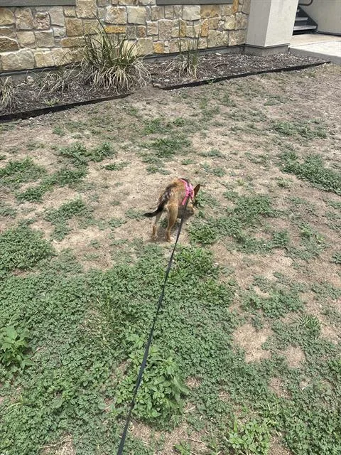 A young small-sized female Chihuahua dog named Aliya for adoption in San Antonio, TX