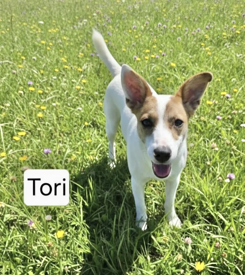 A baby medium-sized female Hound dog named Tori for adoption in Manchester, CT