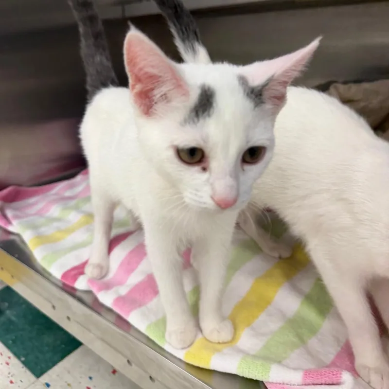 A young small-sized female White Domestic Short Hair cat named Rya for adoption in Hamburg, NY