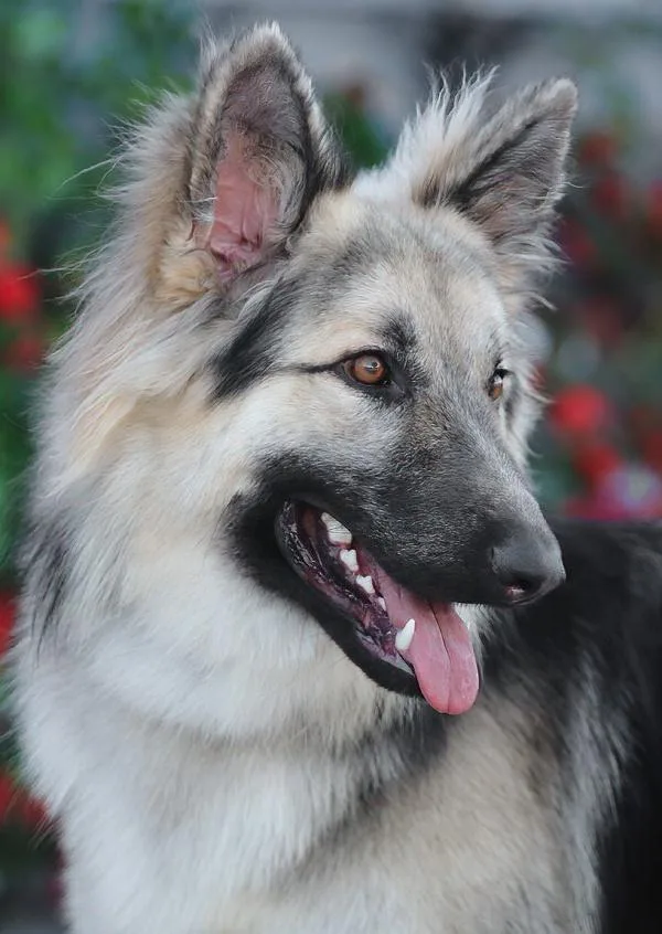 Simba Von Schleiz thumbnail 2