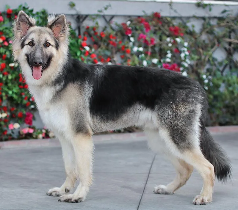 Simba Von Schleiz thumbnail 3